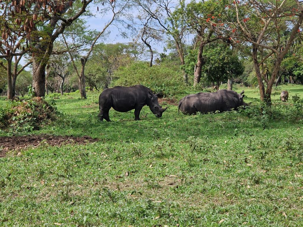 Rhino Tracking Experience 