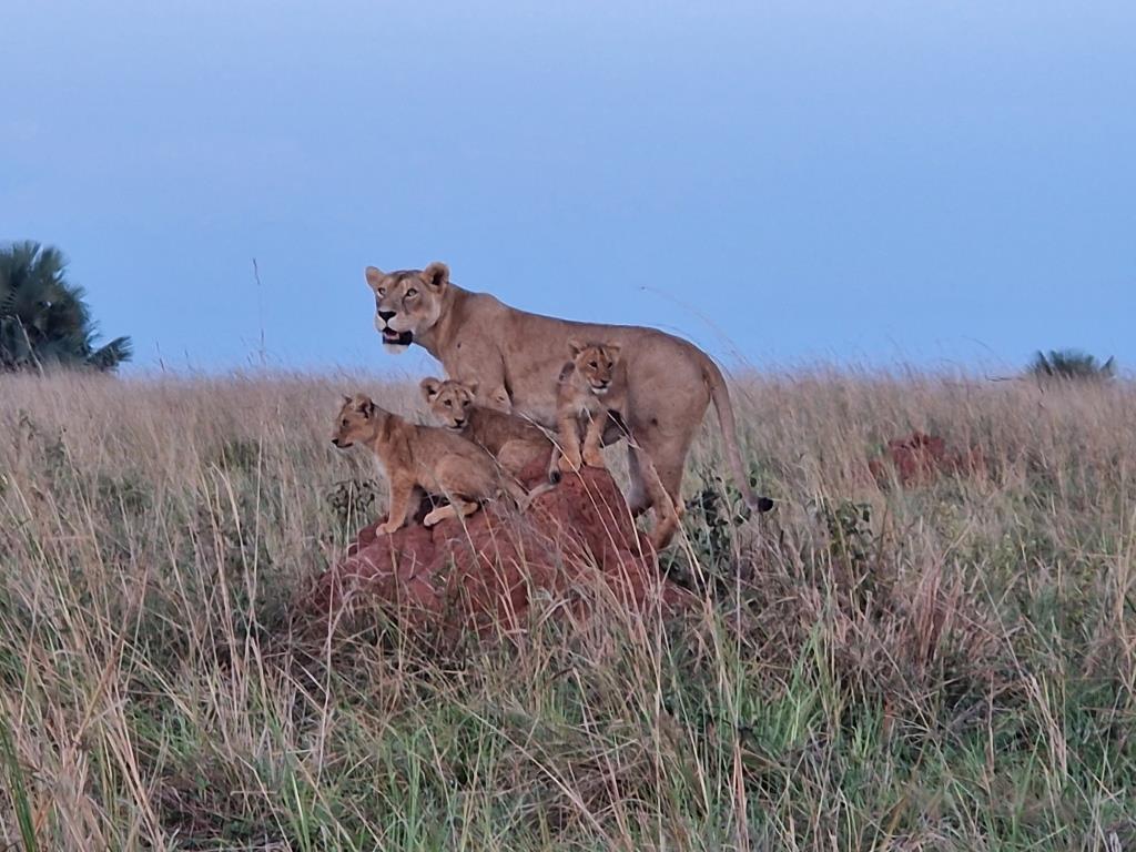 Lion Tracking Experience