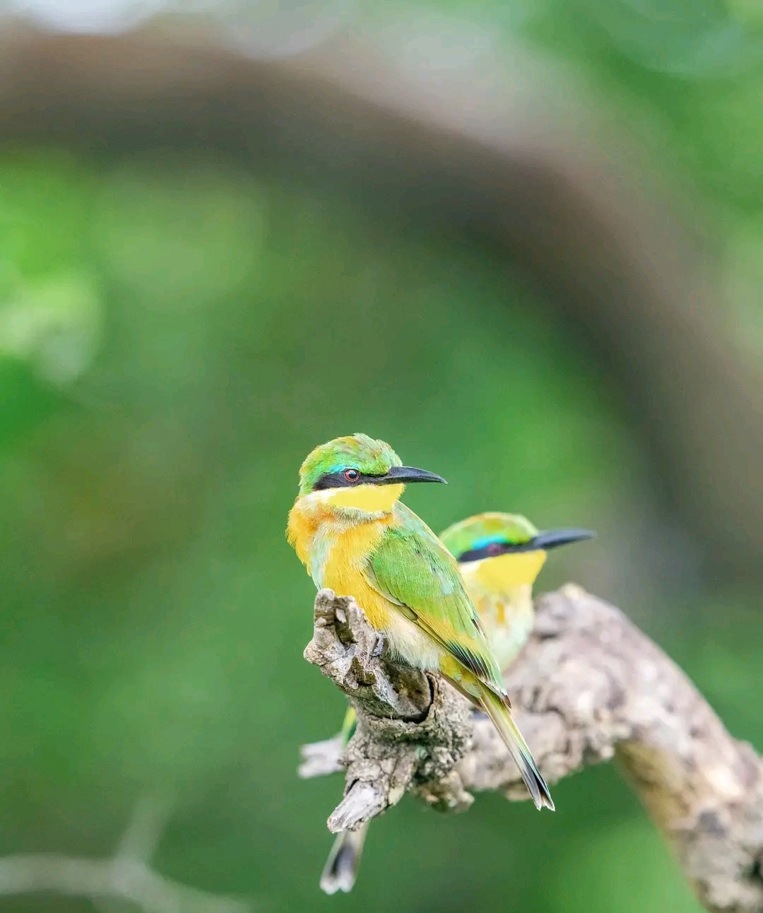 Birding Experience