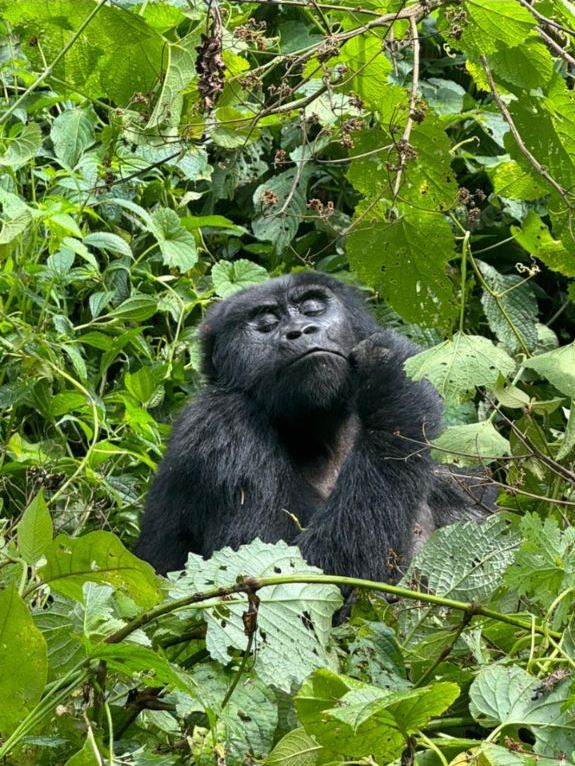 Frequently Asked Questions About Gorilla Trekking.
