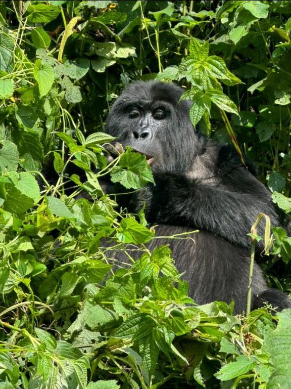 Detailed 3-Days Bwindi Gorilla Safari Itinerary.