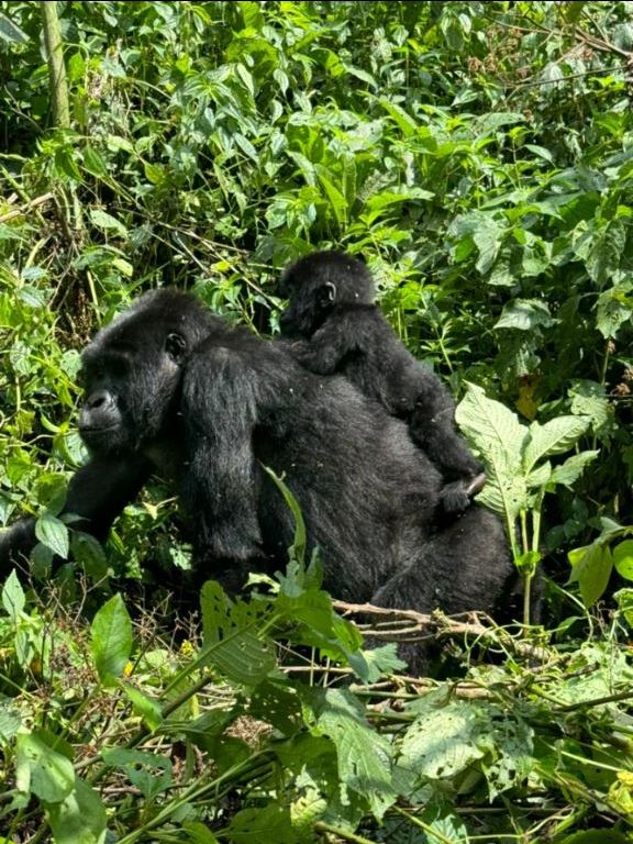 Best Time for Gorilla Trekking in Bwindi