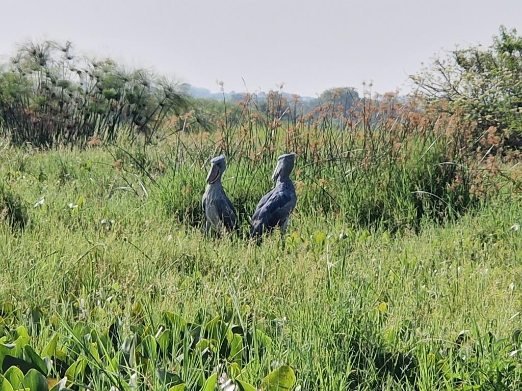 7 Days Birding Safari Experience in Uganda.